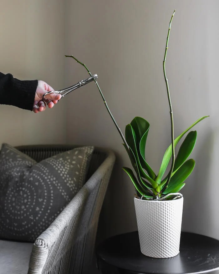 To Rescue or Cut Broken Orchid Leaves and Stems?